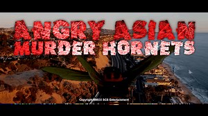 Angry Asian Murder Hornets