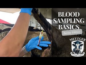 Blood Sampling Basics: Bovine Edition