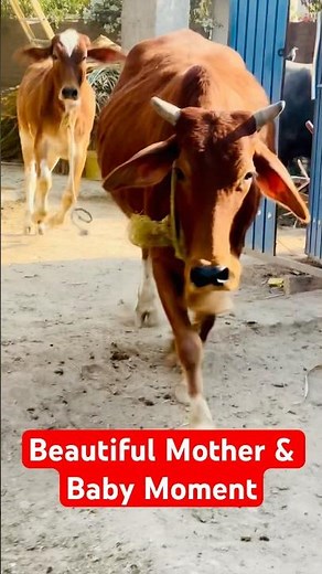 Cow Running with Her Calf | Beautiful Animal Moments #shorts