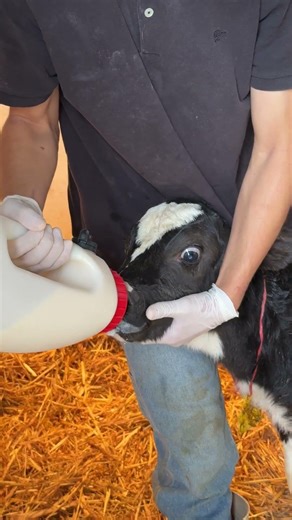 Milk feeding is one of the most decisive stages in the rearing of heifer calves.