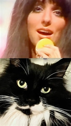 Master Gable Presents Shocking Blue's "Dream on Dreamer"❤️=^.,.^=#cat #70s #shockingblue #music#love
