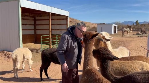 Going all “Lady and the Tramp” with an alpaca. | Johnny Puke