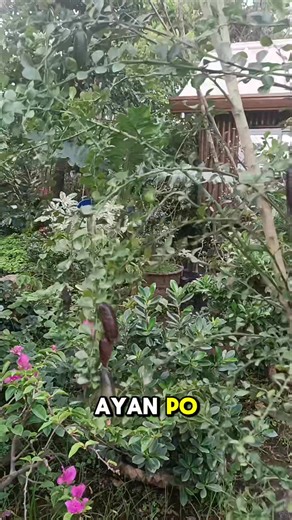 34K views · 395 reactions | ✨ Finger Lime – The Caviar of Citrus! ...