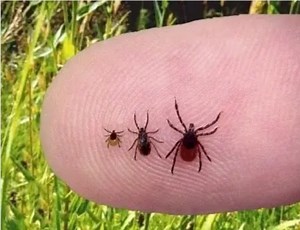 Tick Bites Causing Increased Emergency Room Visits: See Where CA Stands