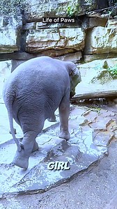51K views · 1.6K reactions | After Two Years… She Finally Fed Her Elephant Again  | Life of Paws | Facebook