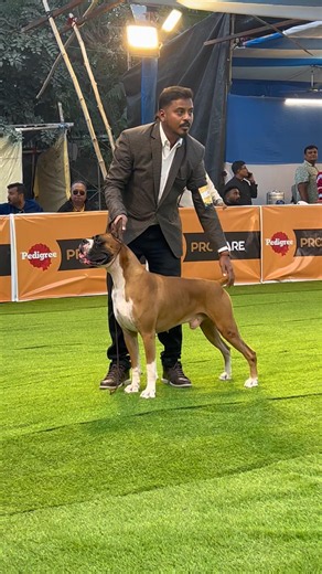Boxer In Calcutta Kennel Club Dog Show #boxer #dogyzlife #calcuttadogshow #kcidogshow #viralvideo