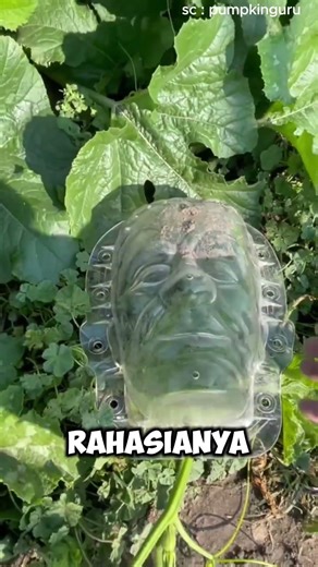 Pumpkin with a scary face‼️ #shorts