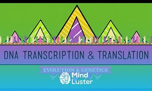 Mind Luster - Learn DNA Hot Pockets The Longest Word Ever Crash Course Biology 11