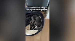 Dog Was Acting ‘Guilty’ When Woman Got Home, She Soon Discovered Why