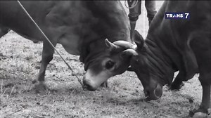 11K views · 145 reactions | Peupo leumo, tradisi budaya adu sapi di Aceh yang telah berlangsung turun temurun. #SiOtan | TRANS7 | Facebook