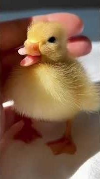 He Saved a Broken Duck Egg… Then This Happened