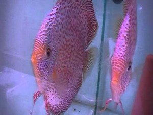 Discus pair snakeskin red spotted