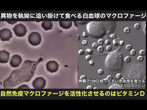 ヒトの自然免疫・白血球中の貪食細胞マクロファージが体内の異物や老廃物を食べるシーン