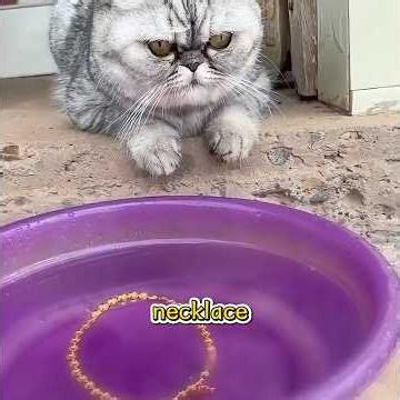 Would You Like a Cat Like This?#funny #pets #shuorts