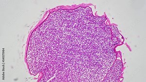 Pink corpus ventriculi in section filmed under microscope with 100x magnification against bright field. Digestive system cells examined in scientific laboratory. Learning medicine and anatomy concept.