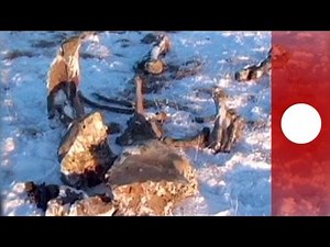 Mammoth's blood discovery revives cloning hopes