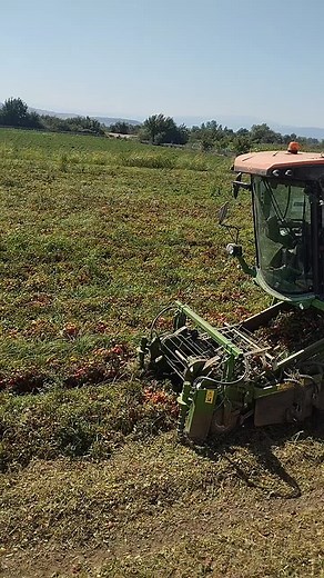 Efficient Tractor Harvesting Tomatoes in Vast Fields