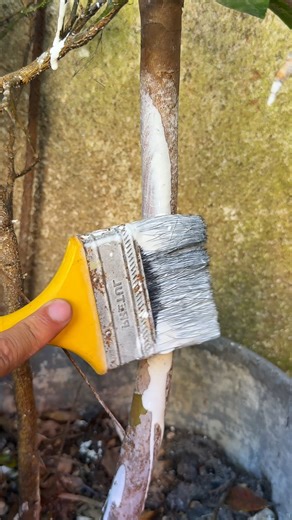 El metodo perfecto para usar la cal en los frutales | Plantas y El Ddario