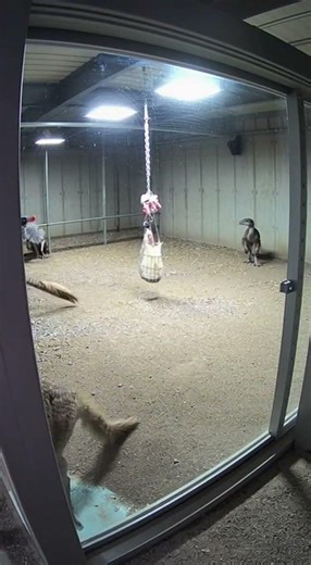 Underground Velociraptors Found