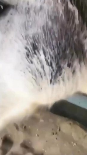 How to keep a grey horse clean? Buy the  Epona Tiger’s Tongue Sponge. This nifty little grooming tool can make keeping your horse clean a dream. The quick dry sponge like material easily powers through dust, dirt and grime from sweat marks to caked on mud in seconds. It is perfect for general grooming, deep clean bath times and de shedding. https://toppaddock.co/products/tigers-tongue-horse-groomer | Top Paddock | Facebook