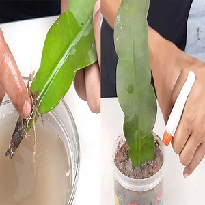 Bird's Nest fern single leaf propagation process | Rana Craft