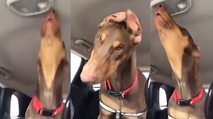 VIDEO: Doberman sings along to a song about heartbreak