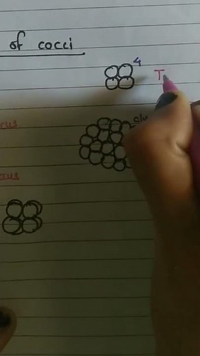 Different shapes of bacteria - arrangements of coccus