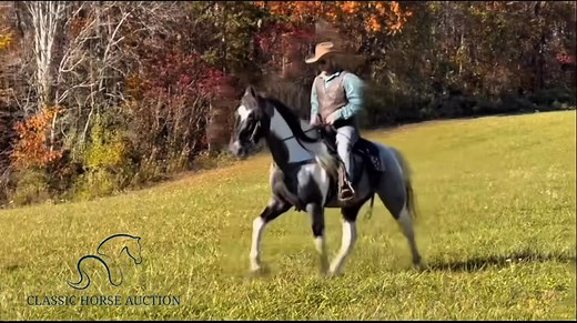 ⭐️ 𝐓𝐊𝐎 ⭐️ 15.1HH 10YO, KENTUCKY MOUNTAIN GELDING 𝘛𝘙𝘈𝘐𝘓 𝘔𝘐𝘓𝘌𝘚 𝘚𝘔𝘖𝘖𝘛𝘏 𝘎𝘈𝘐𝘛 𝘎𝘙𝘖𝘜𝘗 𝘖𝘙 𝘚𝘖𝘓𝘖 𝘌𝘈𝘚𝘠 𝘛𝘖 𝘏𝘈𝘕𝘋𝘓𝘌 𝘊𝘖𝘕𝘍𝘐𝘋𝘌𝘕𝘛 𝘓𝘖𝘗𝘌𝘚 ❗️Direct Link To Bid or Buy➤ https://classichorseauction.com/auctions/kentucky-mountain-horse-gelding-tko/ 🎥 https://youtu.be/kiAc-xiNK2c . . TKO is a 10 year old grade Kentucky Mountain gelding standing around 15.1 hands and keg shod. He rides great in big groups or small and will ride comfortably in the front back mid