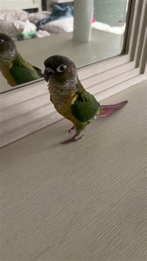 Why does he walk like that😂😂 #birds #adorablechicks #babyanimals #parrot #conure #greencheekconure
