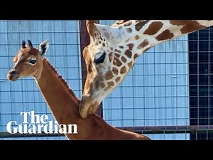 Unique baby giraffe with no patches born at Tennessee zoo