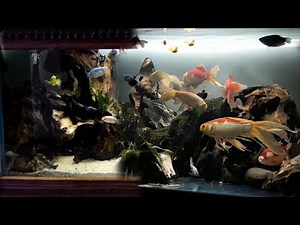How To Upgrade And Set Up A Fish Tank | Comet Goldfish Tank Care (4.500 Gallons)