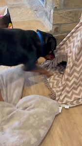 41K views · 2.1K reactions | I taught Tiny Sister hide and seek and now she’s teaching Mini Mo!朗 #rottweiler #dogsofinstagram #dog #rottweilers #rottie #rottweilersofinstagram #dogs #rottweilerpuppy #puppy #instagram #rottweilerlove #of #rottiesofinstagram #pitbull #doberman #rottweilerworld #rottielove #puppiesofinstagram #dogoftheday #puppylove #rottweilerfans #dogstagram #puppies #canecorso #love #rottweilerlife #k #doglovers #doglover #germanshepherd | Dozer and Lilah. | Facebook