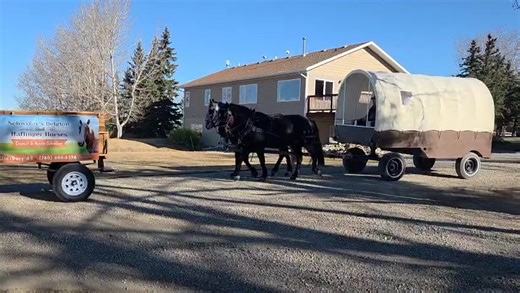 Exercising the horses again | Schwizer's Belgian and Haflinger Horses