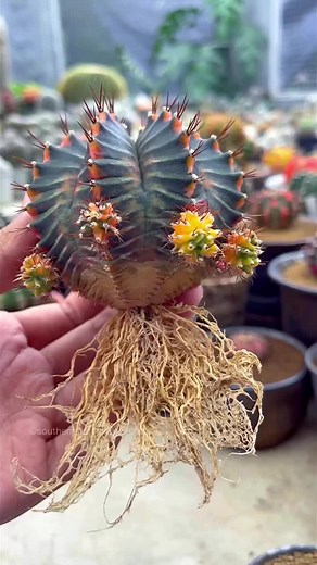 #cactuslover #rarecactusn #cactuscontentt #cacti #succulentsgarden #gymnocalycium #gymnocalyciumthailand #gymnocalyciumvariegata