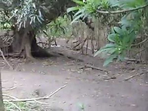 A walk through the abandoned village on Agrigan Island, CNMI