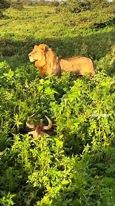 672K views · 3.6K reactions | 4 amazing video | HOLY CROSS GAME FARM | Facebook