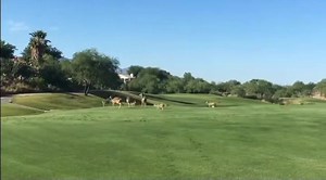 3.1M views · 14K reactions | Never know what will happen on the back 9! Smoke a Pack A Day! | Lone Star Outdoors Show | Facebook