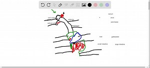 Label the parts of the human digestive system below and indicate the functions of these organs and glands. | Numerade