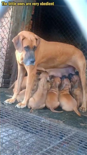 귀여운 강아지 만나보세요 / 愛らしい子犬に出会おう #JapanDogs #KoreaPuppies
