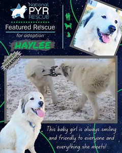 National Great Pyrenees Rescue on Reels