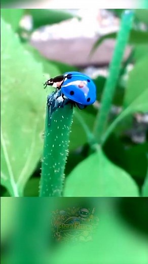 🐞💙Do Blue Ladybugs Really Exist? #FloraFauna #Shorts