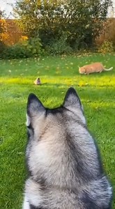 POV: Husky Ambush From Behind 😹🐶 #husky #funny | Tiny Paws and Pranks