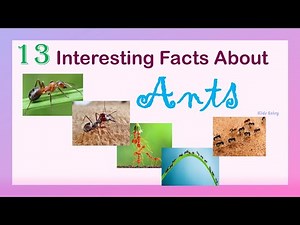 13 Interesting Facts About Ants | 13 Amazing Facts About Ants | Fun Fact about Ant