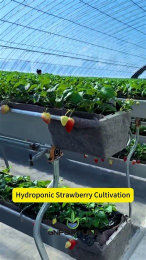 hydroponic strawberry cultivation!