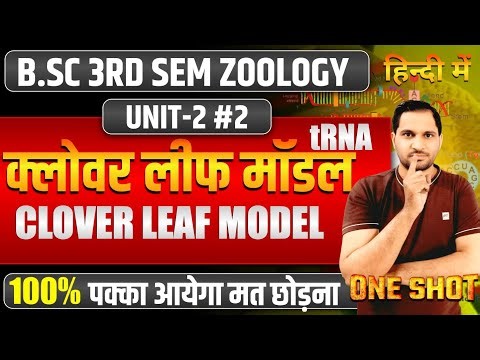 clover Leaf Model of tRNA | tRNA Structure and function | Structure of tRNA | Bsc 3rd Sem Zoology