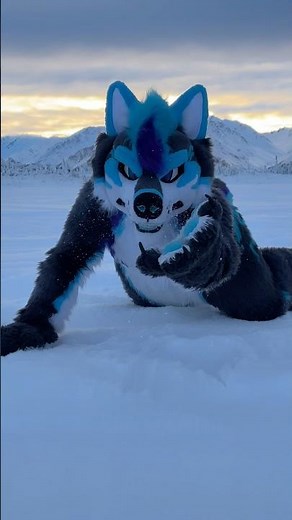 ALASKA FURRY WOLF AKTIKAANI | Wanna come play in the snow?