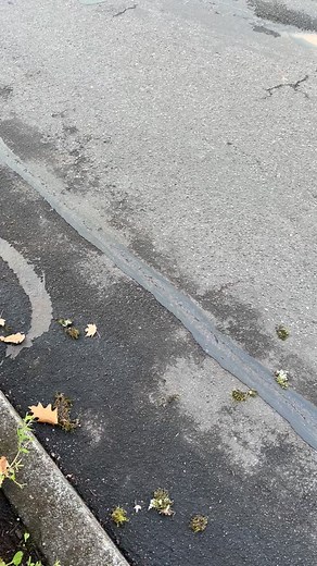 Our tree might look small now, but she’s in full glow-up mode! This 42-foot beauty comes from Majestic Tree Farm — our holiday tree partner for the past 15 years. 🌲💫 Huge thanks to the Wykem Family for supplying the tree, and to @camasantiques , @fisher.investments , and our amazing City crew for making it shine! Get ready to see this tree go from ‘uh oh’… to OH WOW at Hometown Holidays December 5th! 🎄✨ #CamasHolidays #TreeGlowUp #HometownHolidays2025 #HolidayMagic #CamasWA | City of Camas Pa