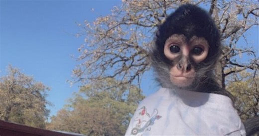Spider monkey sparks legal battle and public concern after biting incident with Pelican Bay Police