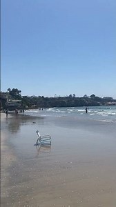 La Jolla Shores Beach Walk | Oceanfront Views in San Diego #LaJolla #SanDiego #California #Shorts