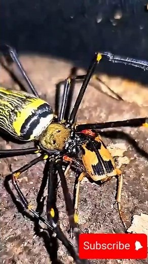 The Fire-Shooting Beetle You’ve Never Seen 🔥 #facts #wildlife #animals